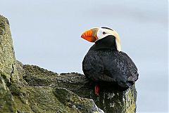 Tufted Puffin